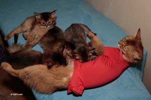 Pepite with bodysuit and kittens