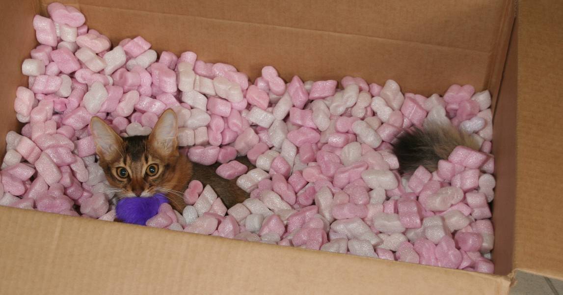 Brownie finds his favorite toy in the box !