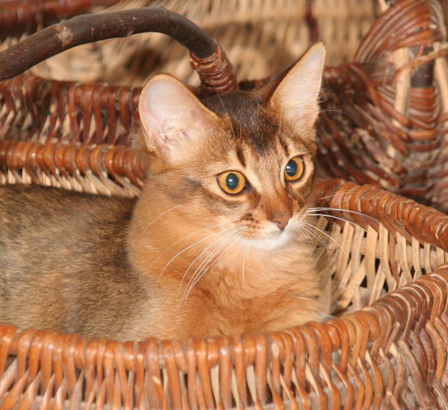 Brownie is the same colour as the wicker basket