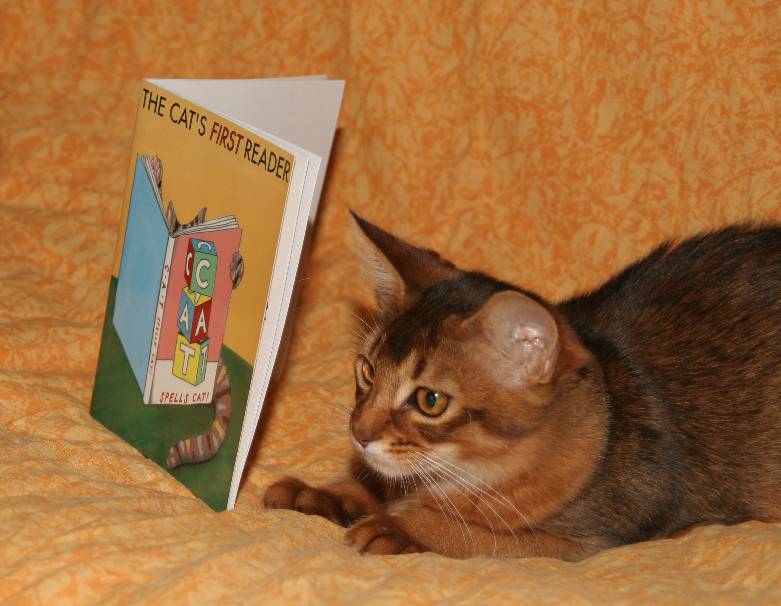 Bijou and his first reading book