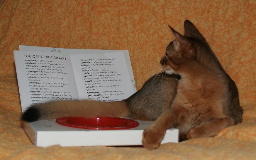 Brownie is studying the cat's dictionnary
