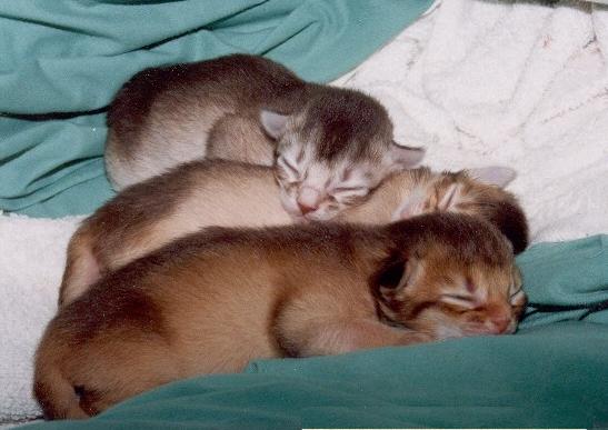 Nougatine's 3 kittens