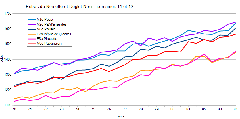 courbe de poids semaines 11 et 12