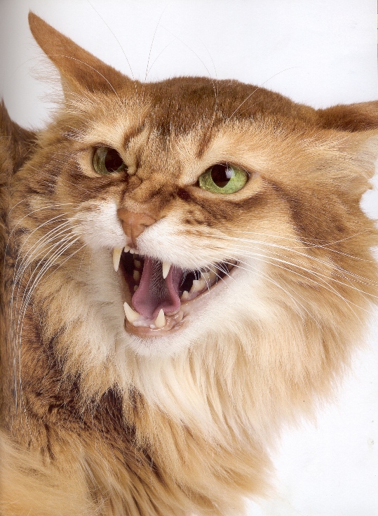 Rromynet angry in "Paroles de chats"