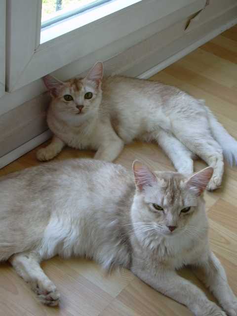 Twix (front) with Triskell